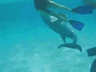 Nadar com um golfinho frisky
